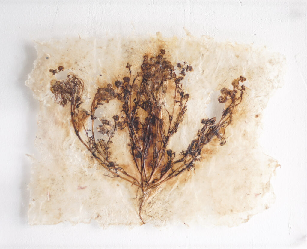 ラマッラから毎朝検問所を通りオールドシティに来て石畳の上に座り観光客に自家製のカモミールを売る女性