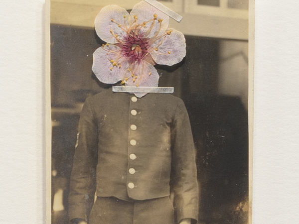 サクラ、サクラ、サクラ、